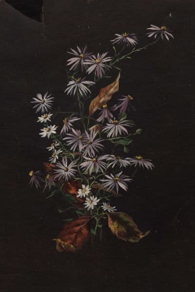 Asters på svart bunn