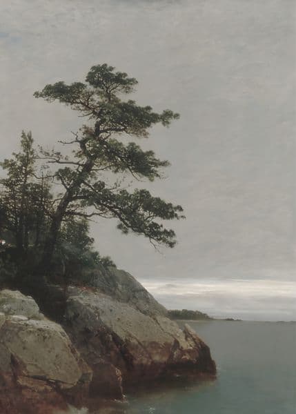 Furu på klippen