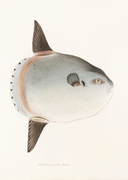 Månefisk på lys bunn