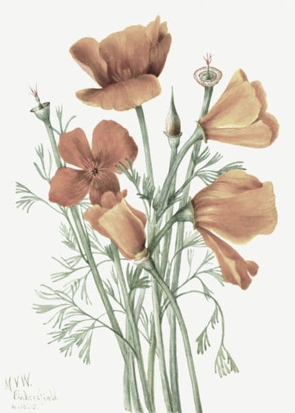 Oransje valmuer