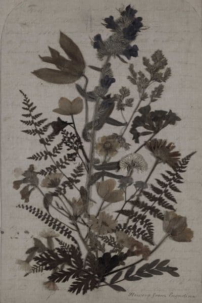 Pressede blomster og bregner