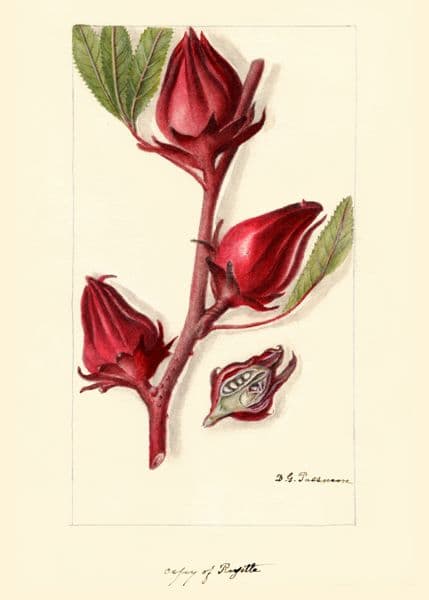 Rød hibiskusgren