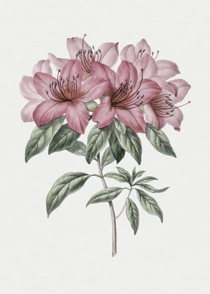 Rosa azalea