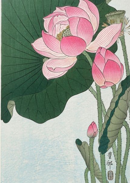 Rosa lotusblomster