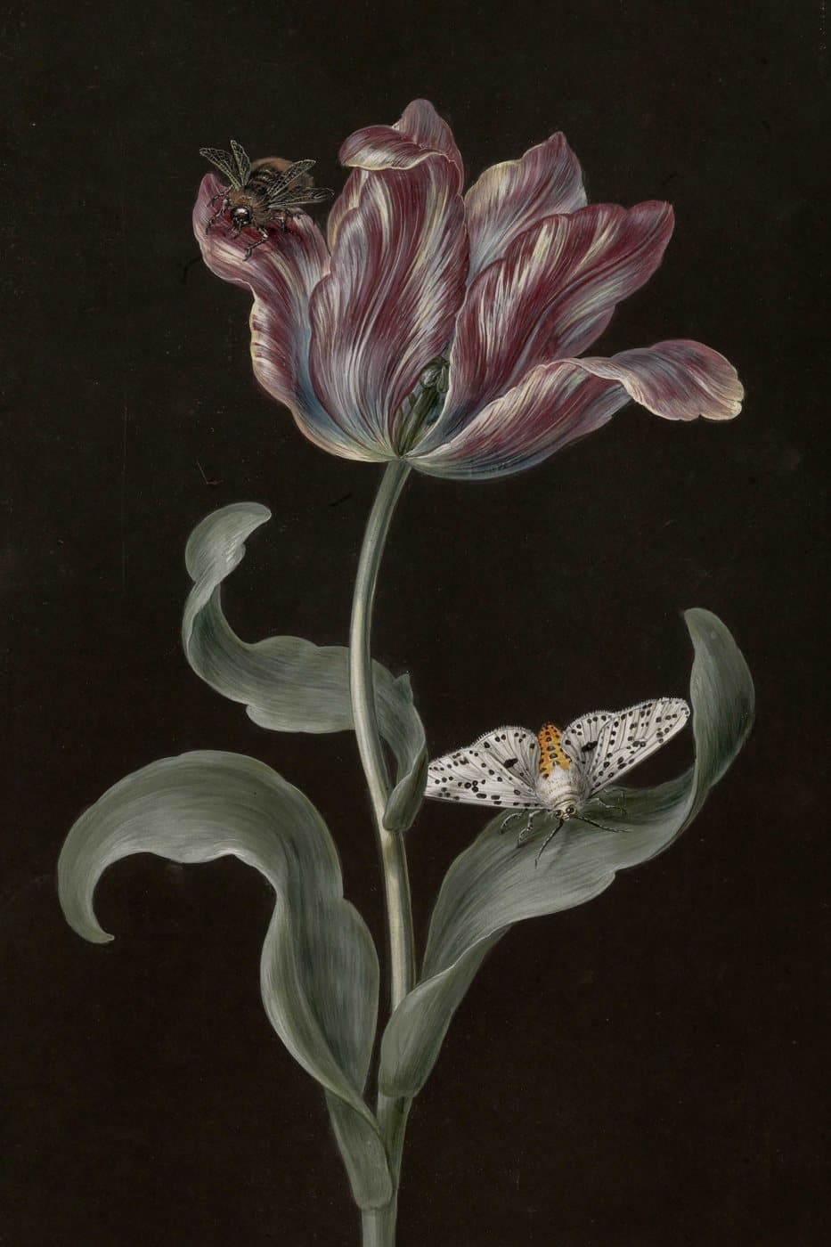 Tulipan med møll, hele motivet