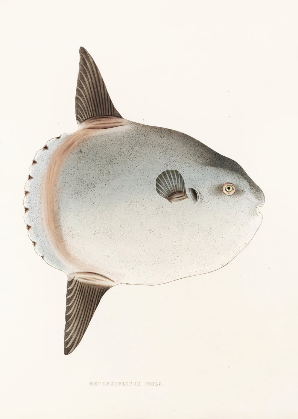 Månefisk på lys bunn, hele motivet
