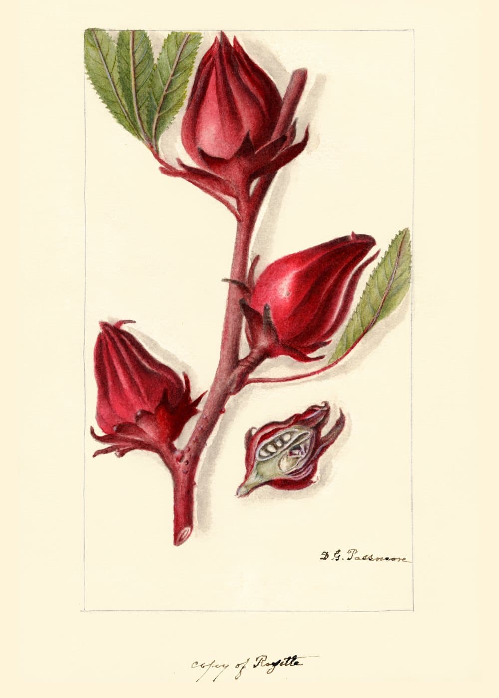 Rød hibiskusgren, hele motivet