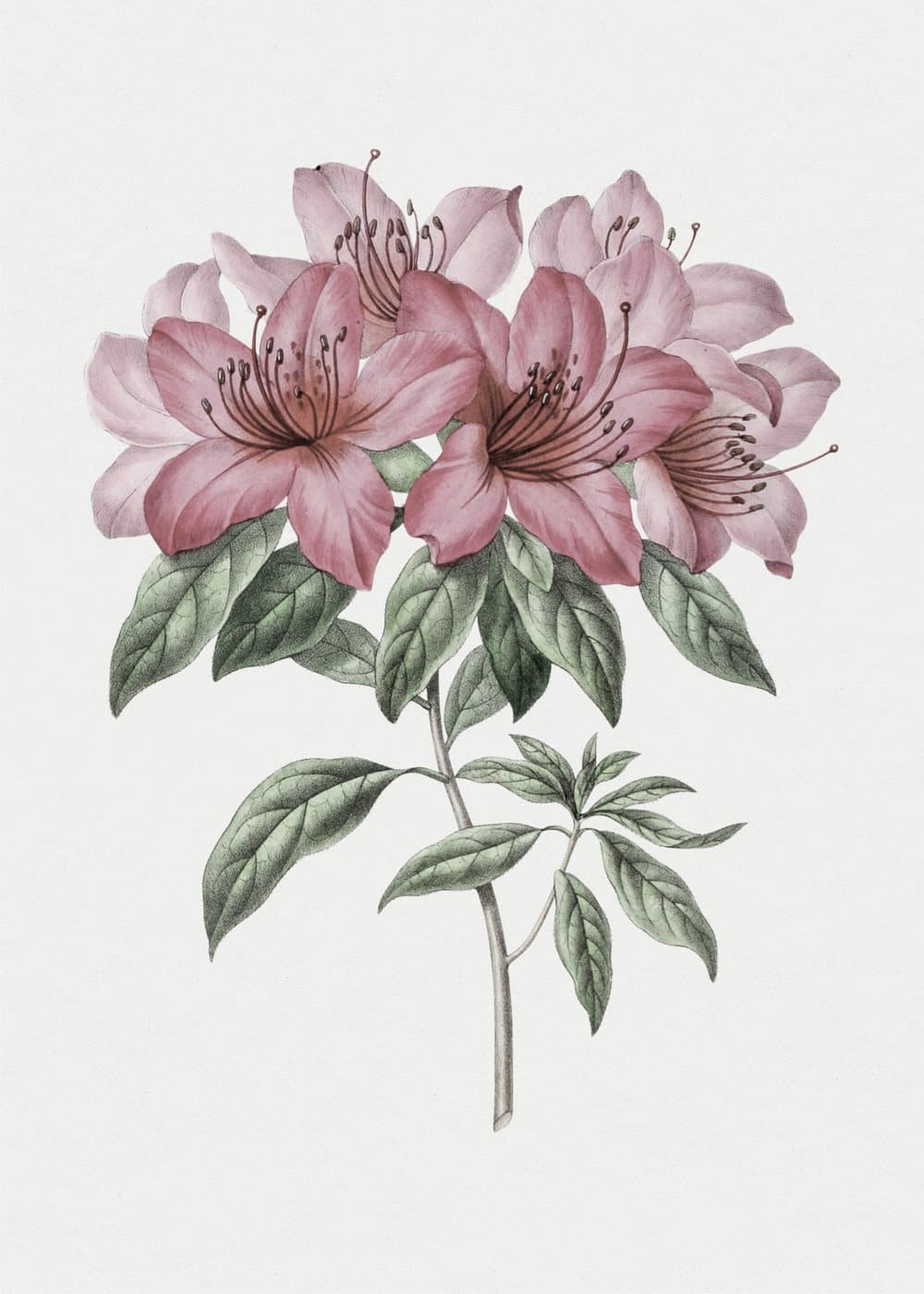 Rosa azalea, hele motivet